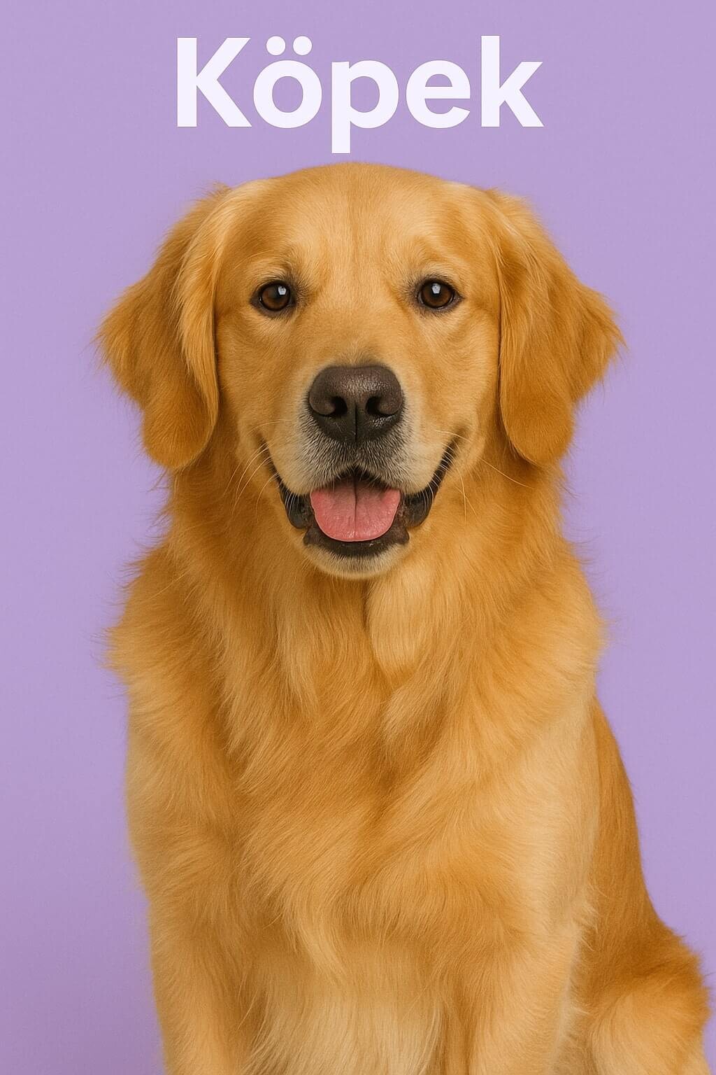 <b>Köpek Oyuncakları</b>